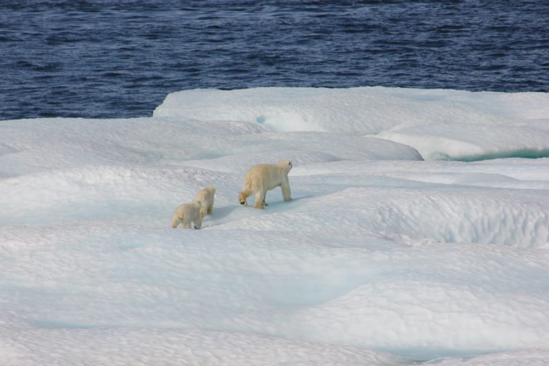 Fonte glaciaire ours