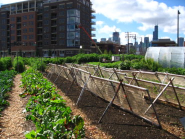 agriculture urbaine